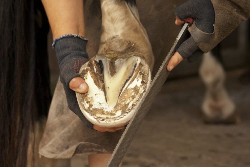 Common Misconceptions About Hooves Care and Nutrition