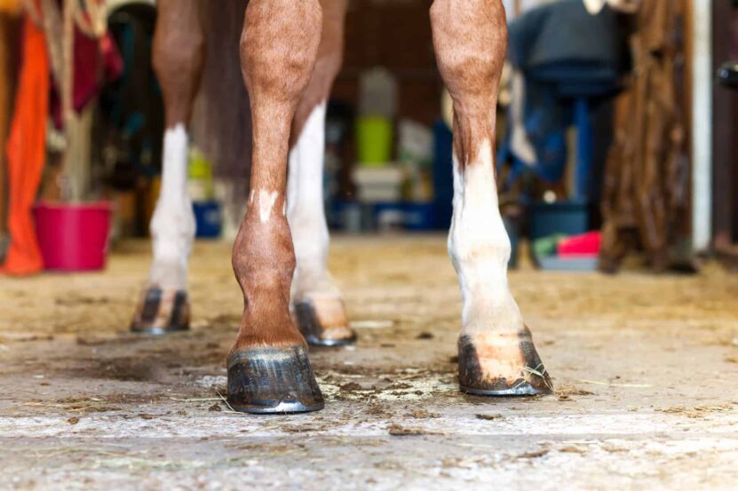 The Connection Between Diet and Hoof Integrity